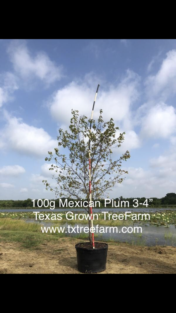 prunus-mexicana-mexican-plum