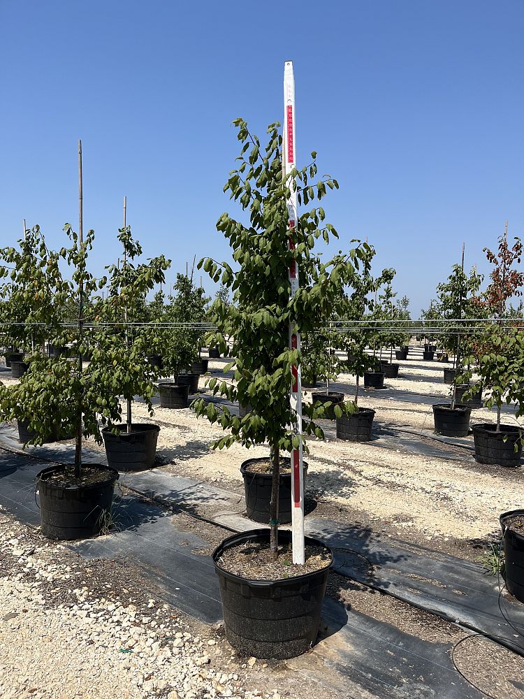 prunus-mexicana-mexican-plum