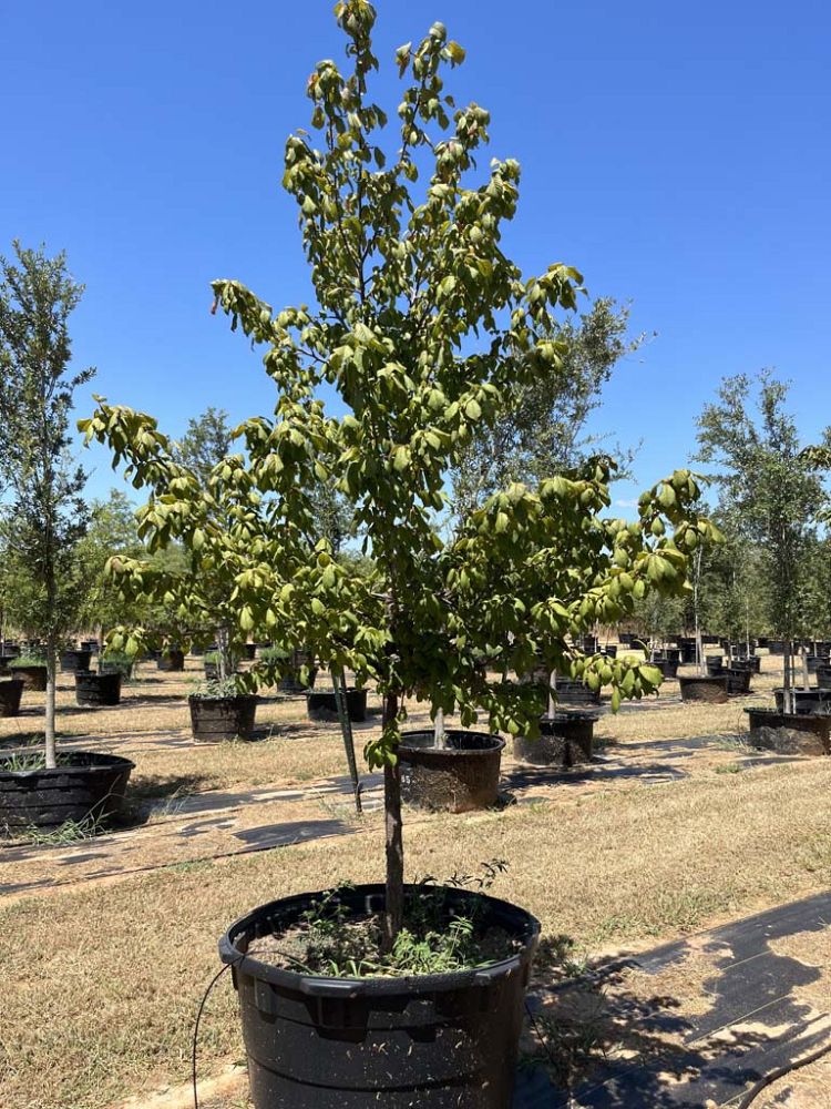 prunus-mexicana-mexican-plum