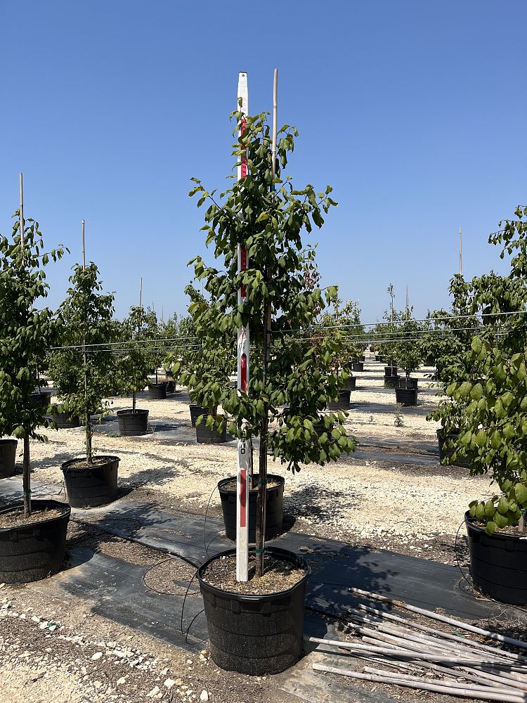 prunus-mexicana-mexican-plum
