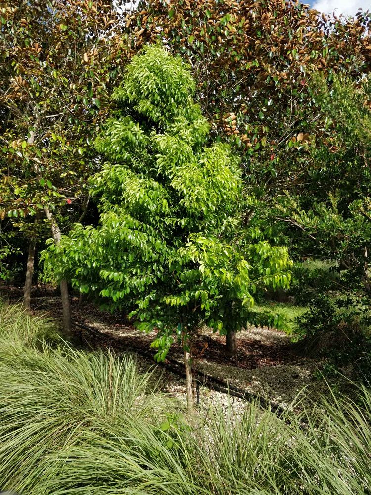 prunus-myrtifolia-west-indies-cherry