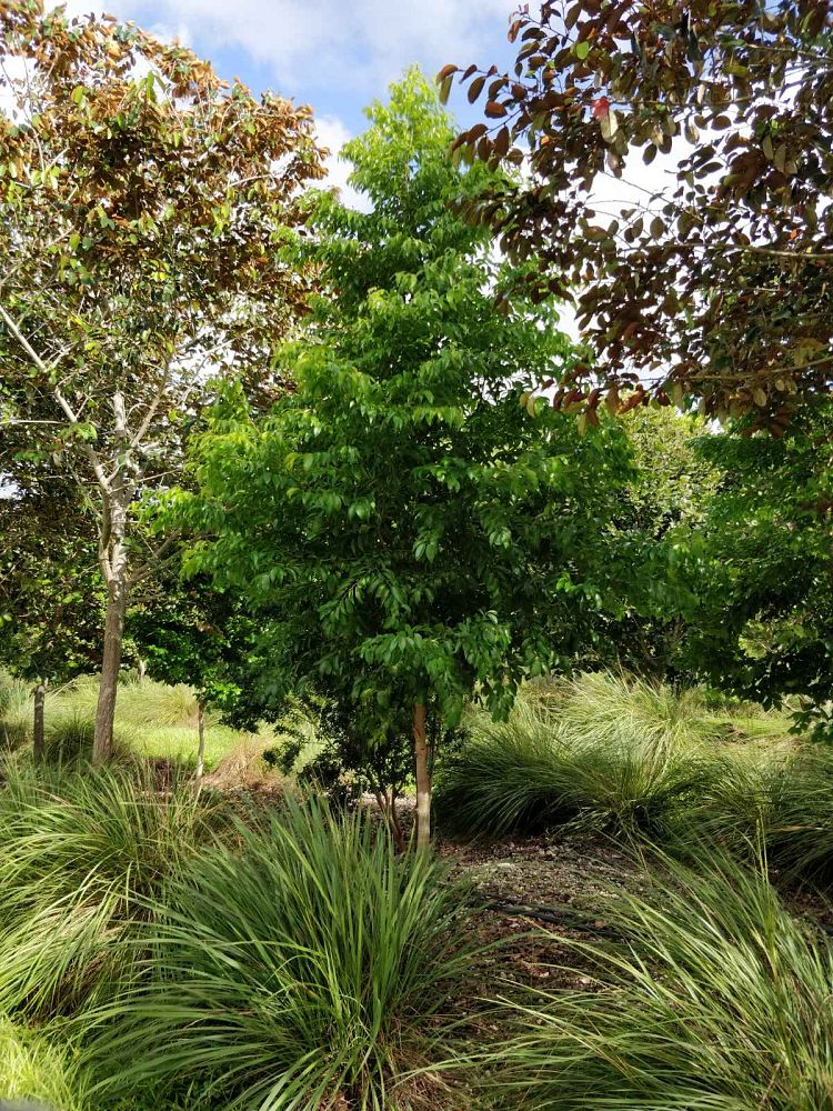 prunus-myrtifolia-west-indies-cherry