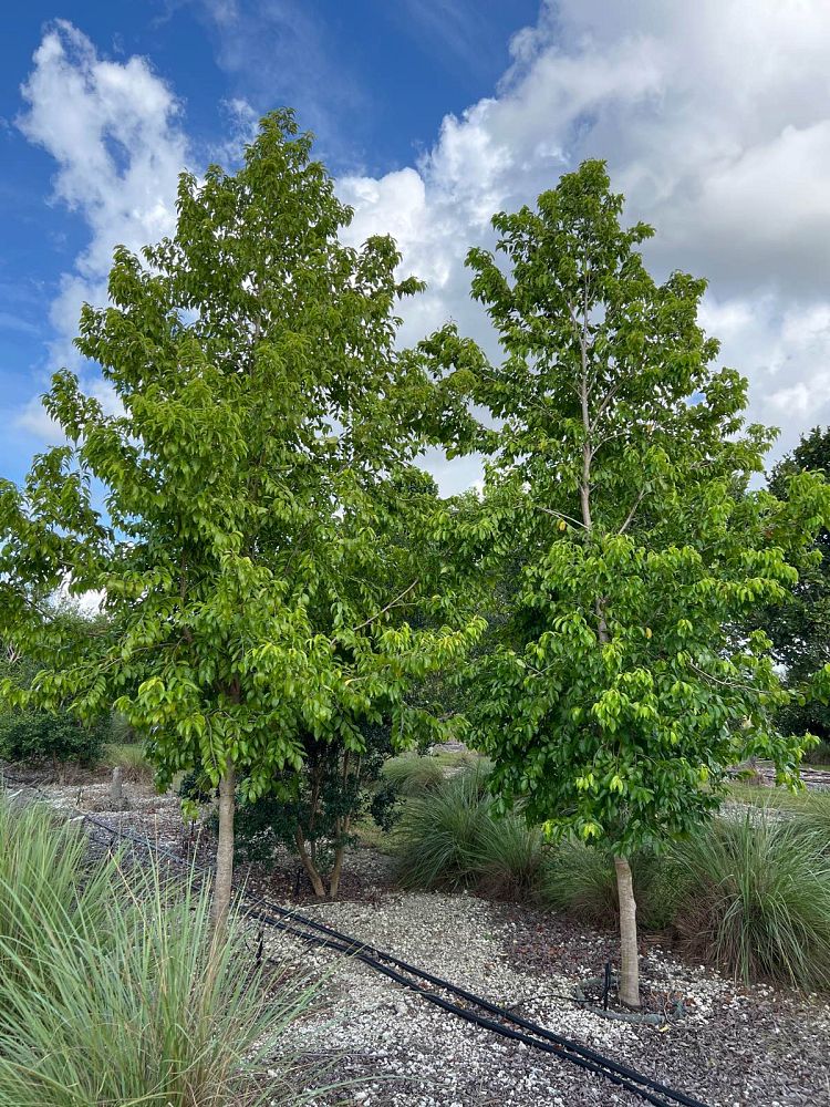 prunus-myrtifolia-west-indies-cherry
