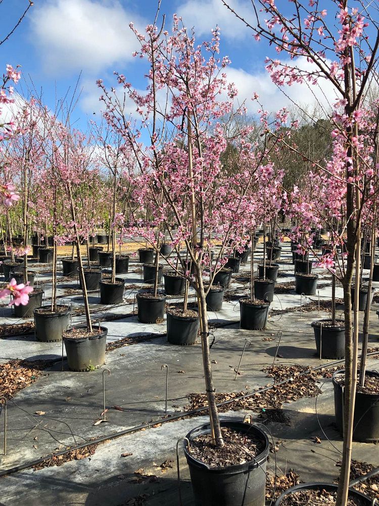 prunus-okame-flowering-cherry