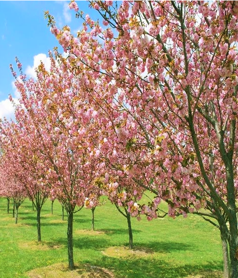 prunus-okame-flowering-cherry