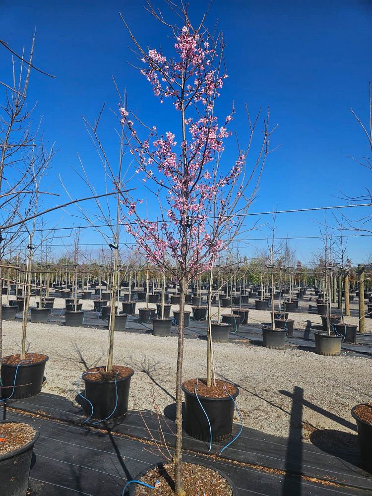 prunus-okame-flowering-cherry