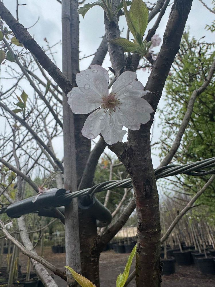 prunus-okame-flowering-cherry