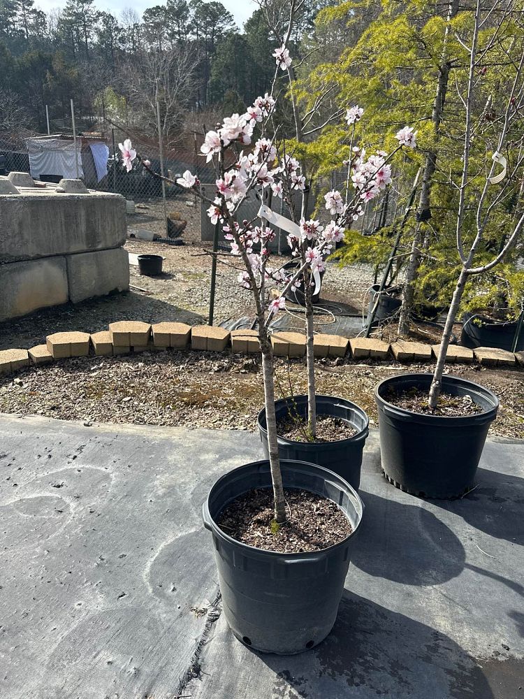 prunus-persica-bonfire-peach-edible