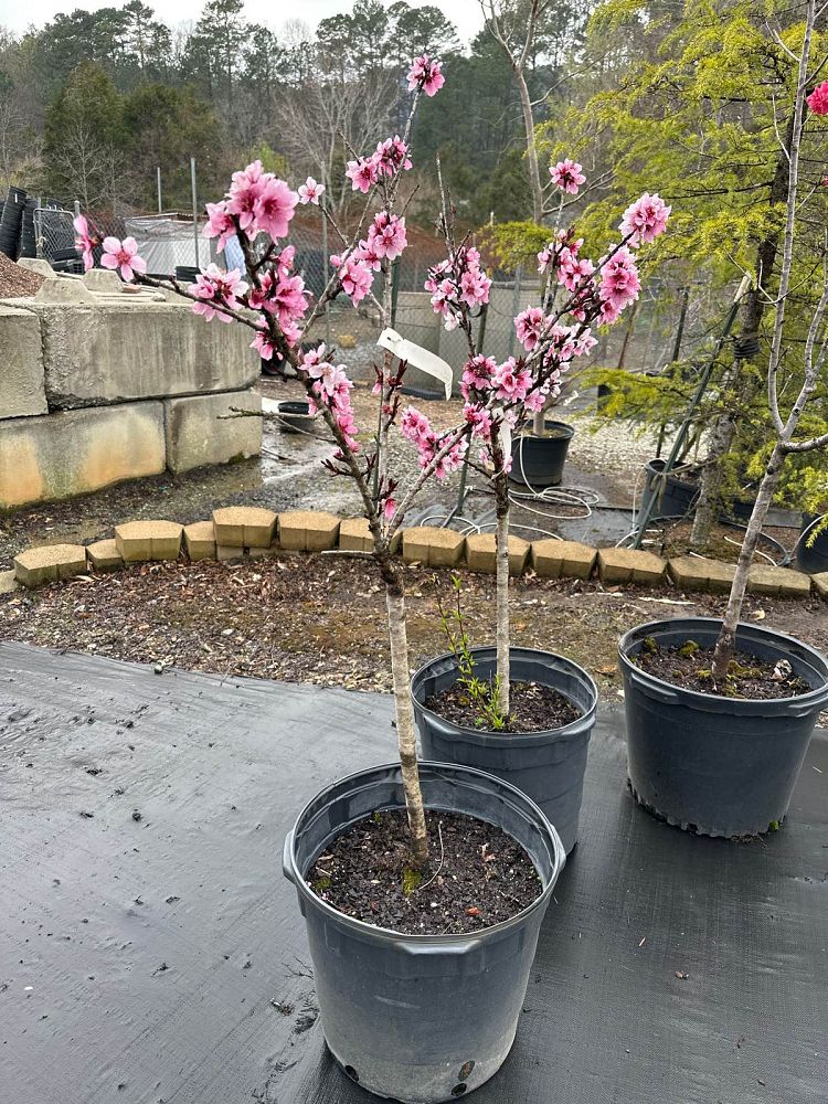 prunus-persica-bonfire-peach-edible