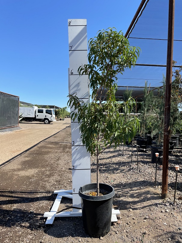 prunus-persica-desert-gold-peach