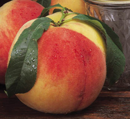 prunus-persica-early-elberta-peach
