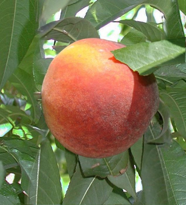 prunus-persica-florda-prince-peach