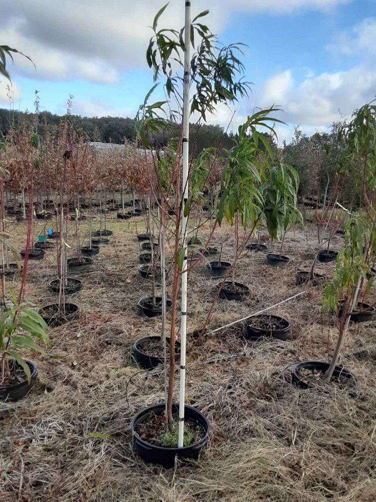 prunus-persica-florda-prince-peach