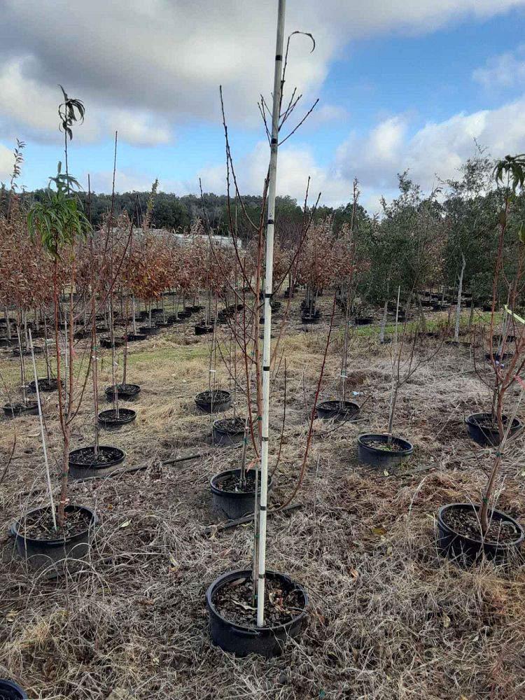 prunus-persica-florda-prince-peach