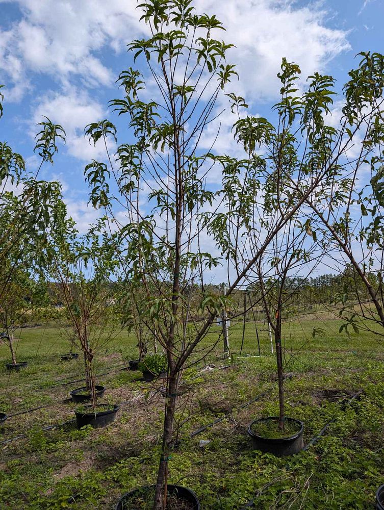 prunus-persica-florda-prince-peach