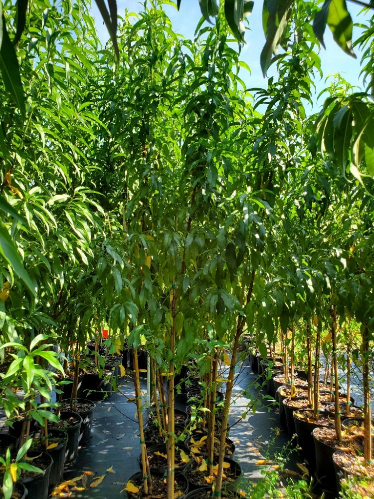 prunus-persica-flordacrest-peach