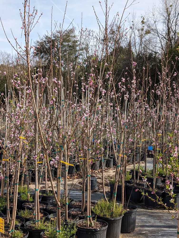 prunus-persica-flordacrest-peach