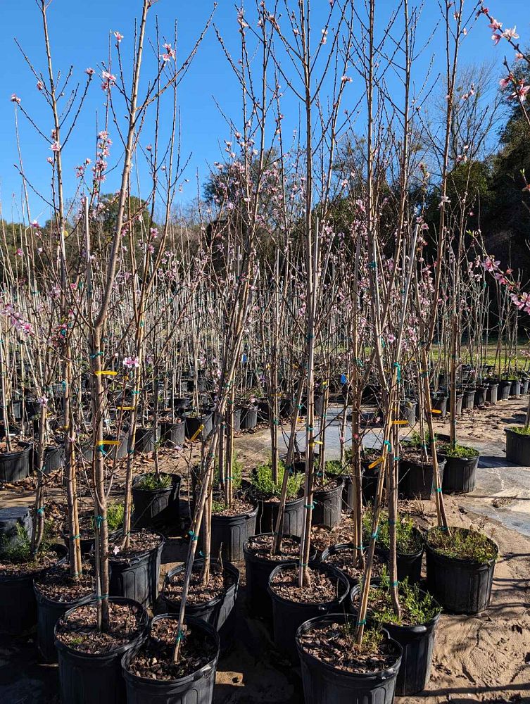 prunus-persica-flordacrest-peach