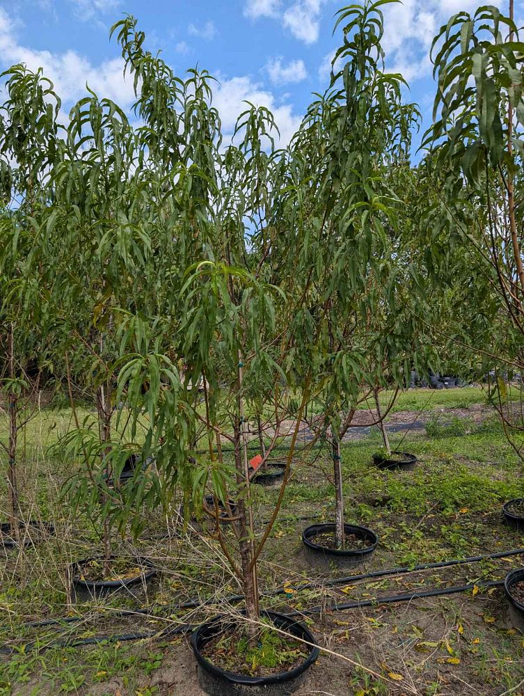 prunus-persica-flordacrest-peach