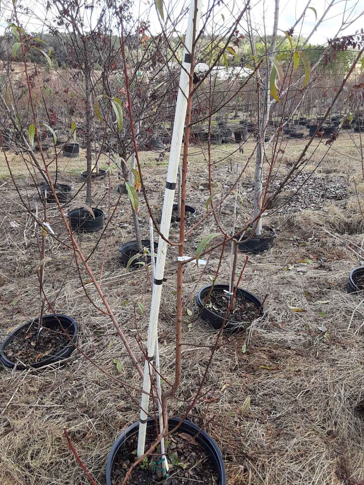 prunus-persica-florida-glo-peach