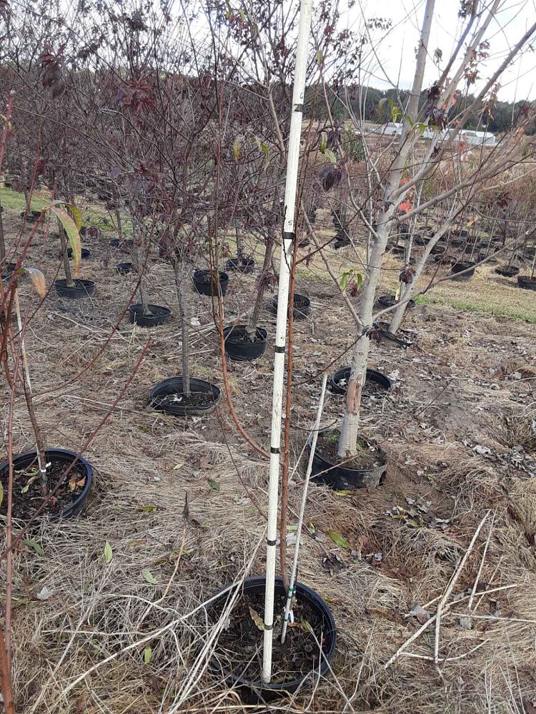 prunus-persica-florida-glo-peach