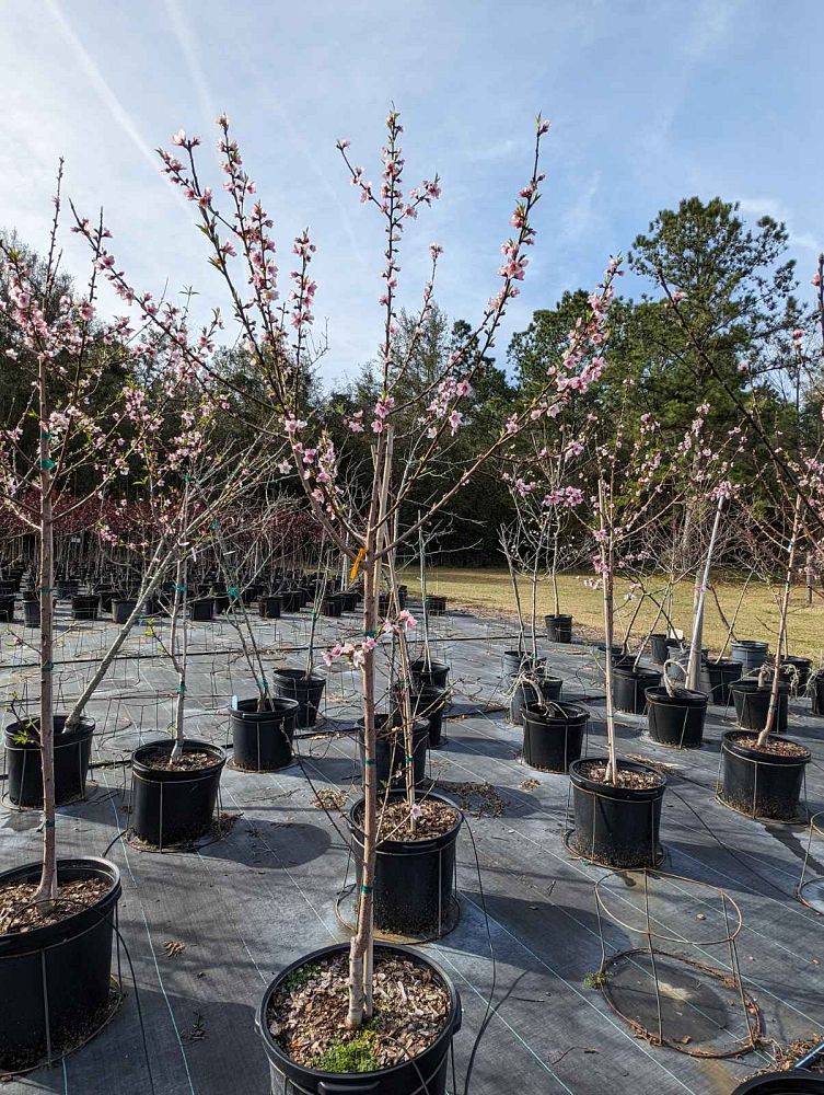 prunus-persica-florida-glo-peach