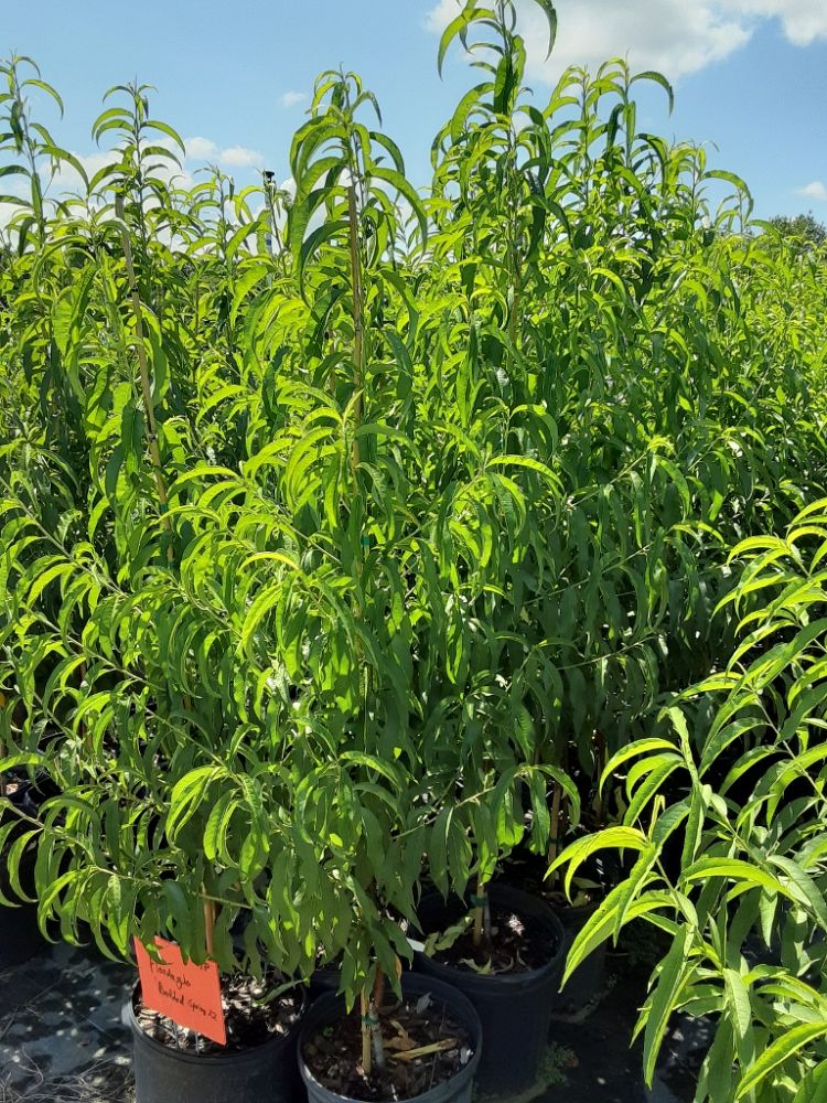 prunus-persica-florida-glo-peach