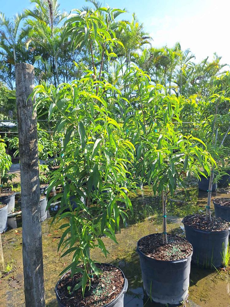 prunus-persica-florida-grande-peach
