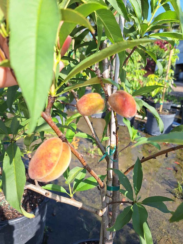 prunus-persica-florida-grande-peach