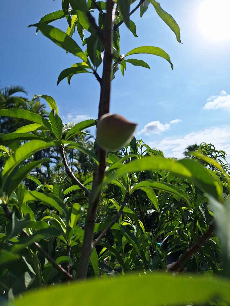 prunus-persica-florida-grande-peach