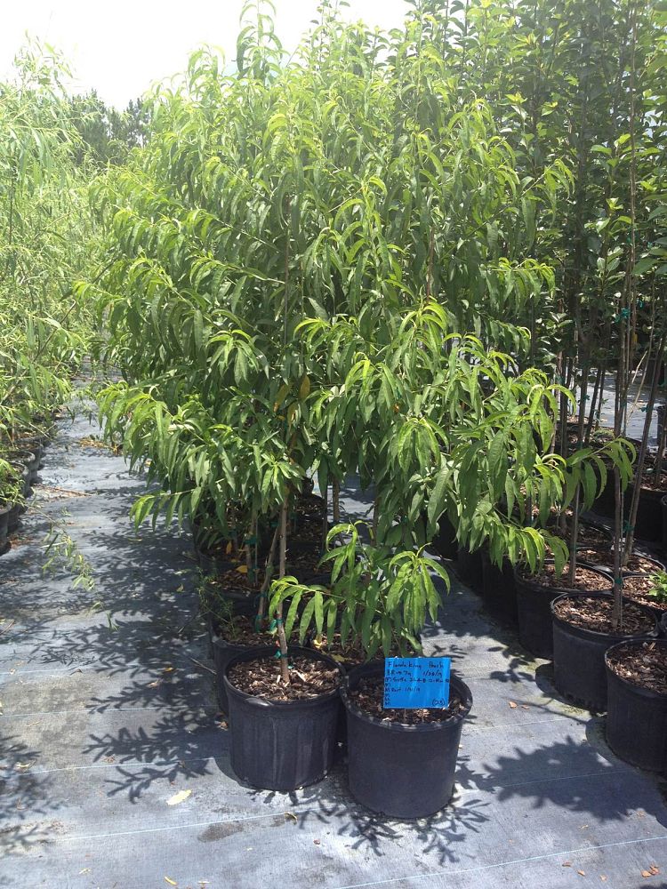 prunus-persica-florida-king-peach