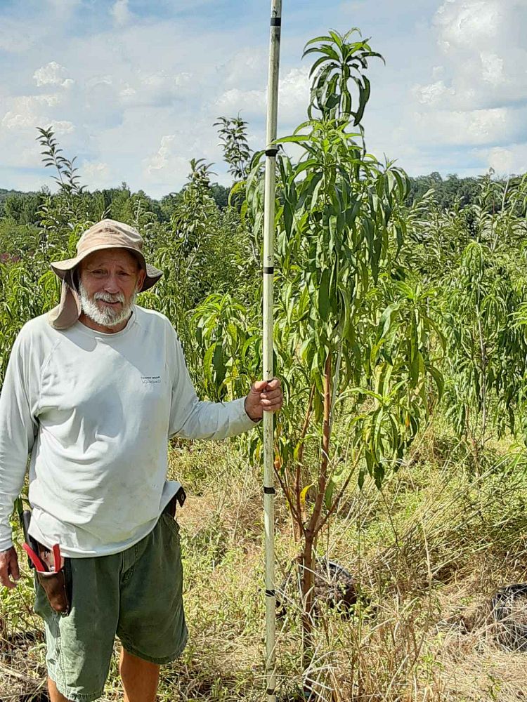 prunus-persica-florida-king-peach