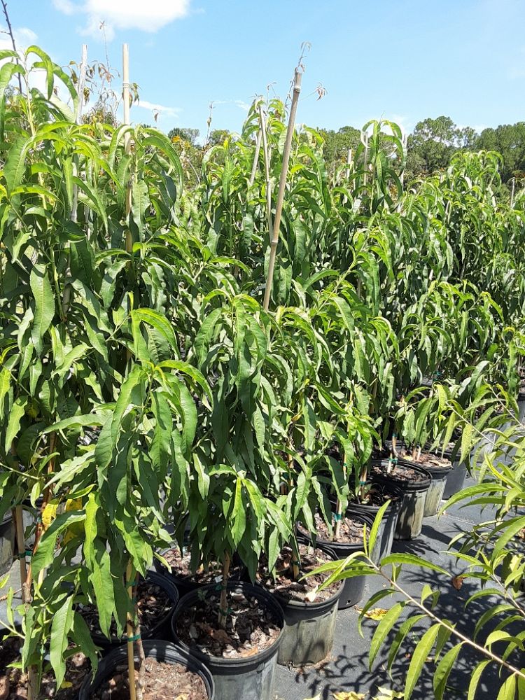 prunus-persica-florida-king-peach