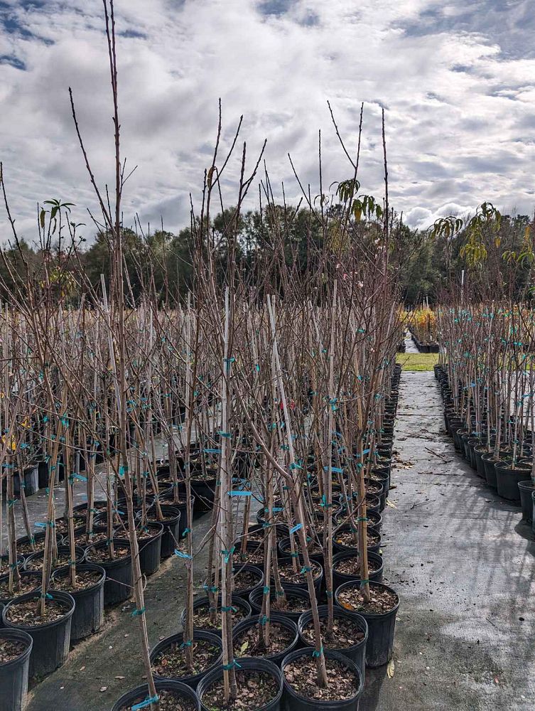 prunus-persica-florida-king-peach
