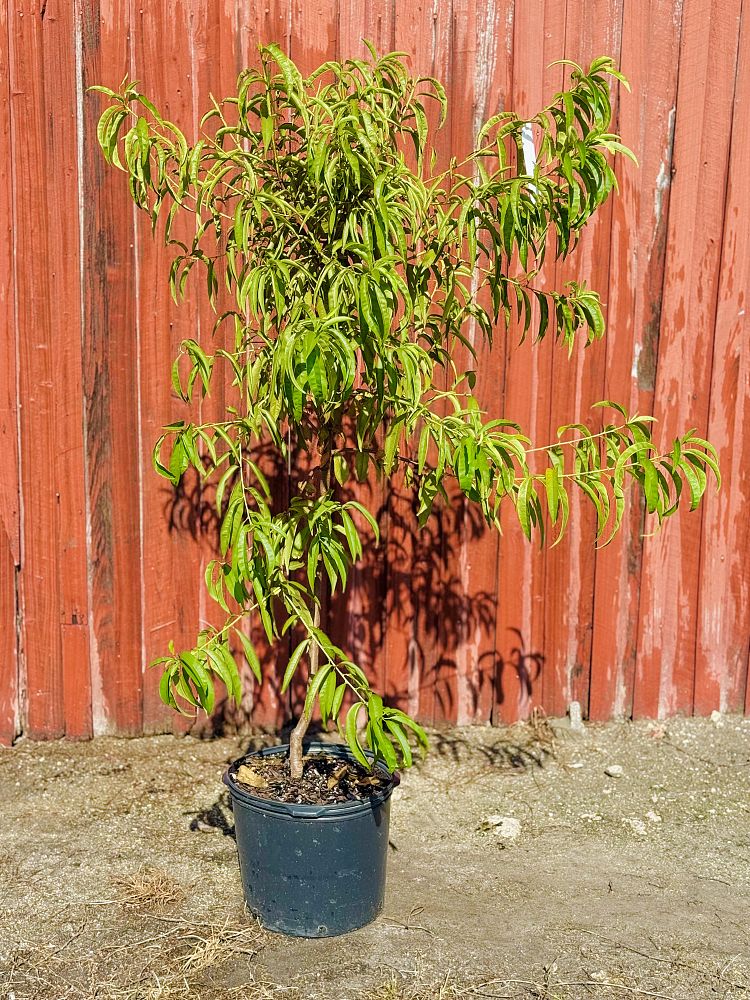 prunus-persica-gulf-king-peach-edible