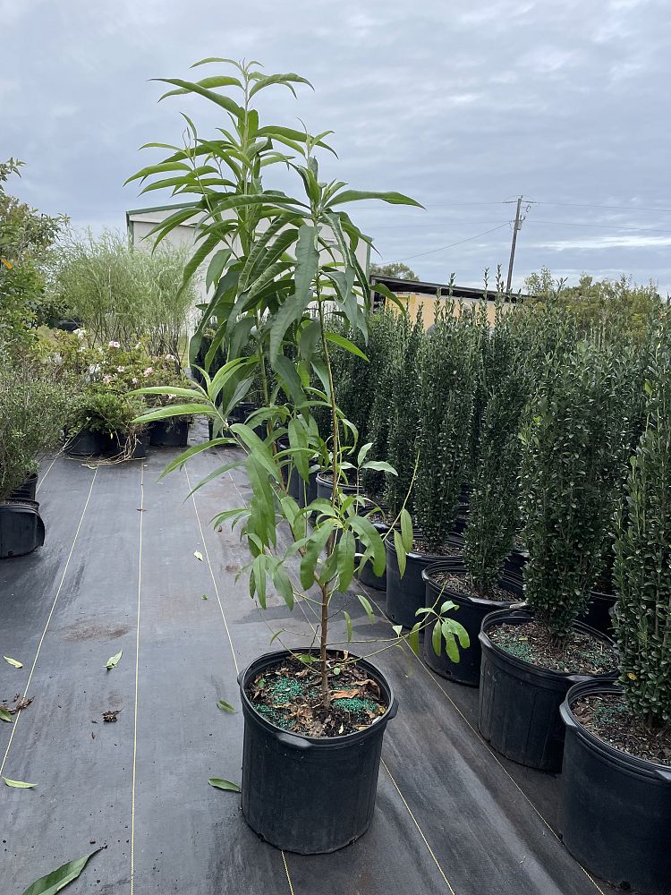 prunus-persica-harvester-peach-edible