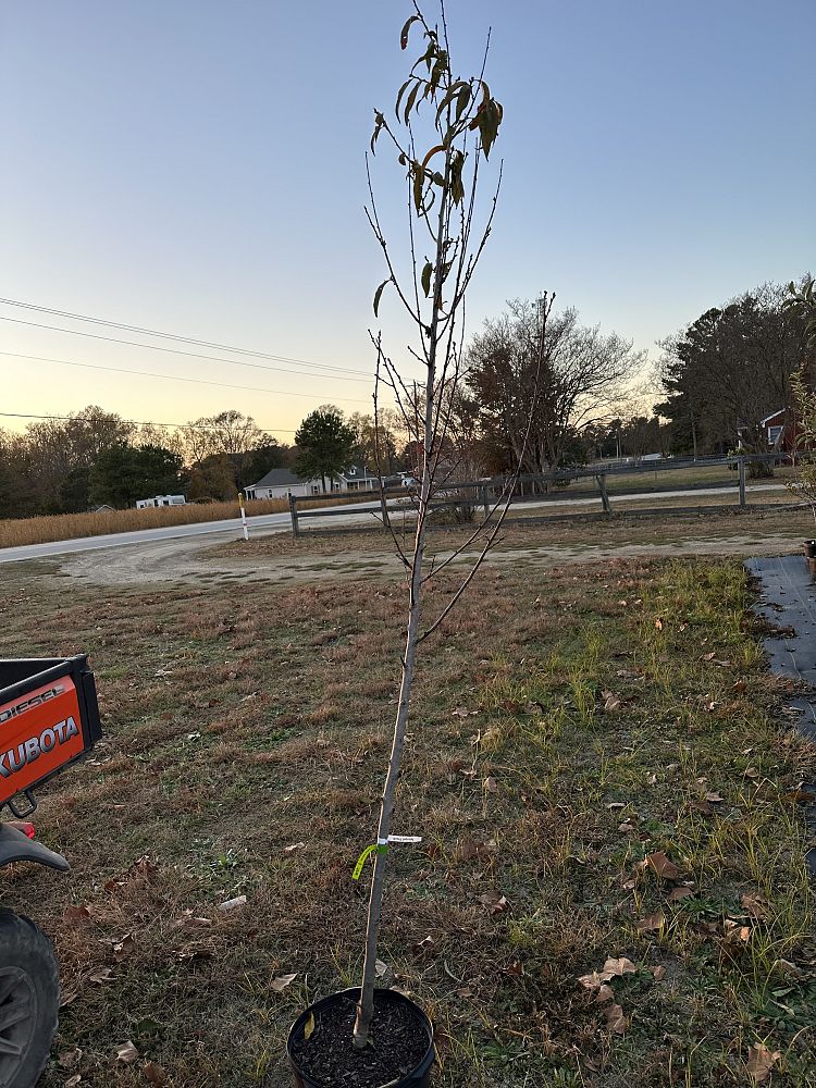 prunus-persica-intrepid-peach