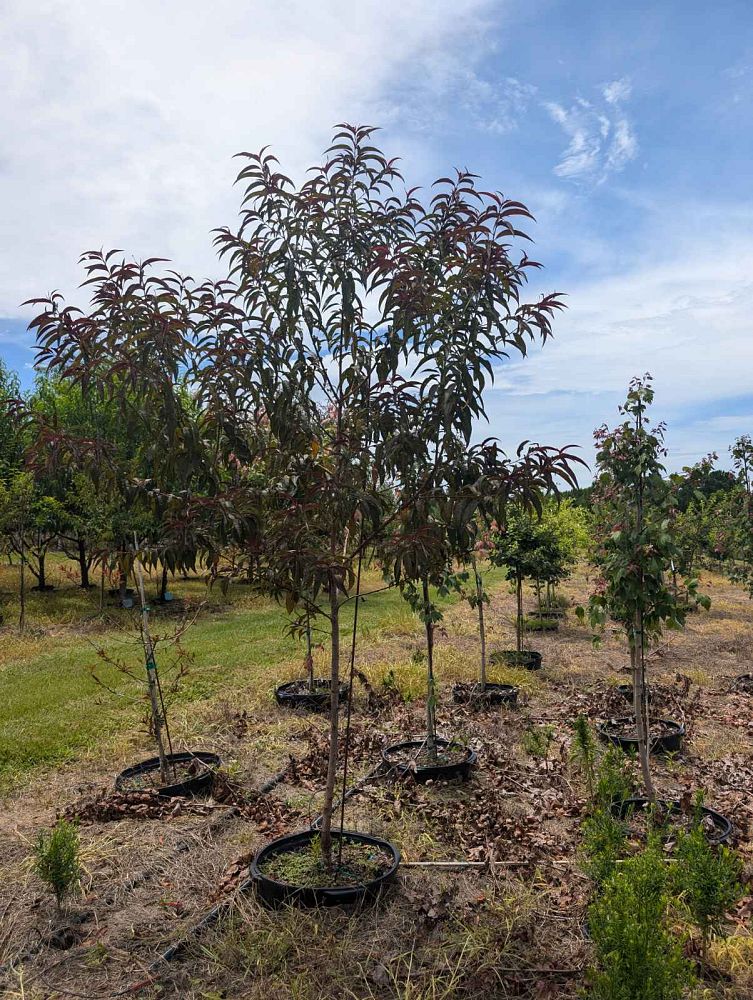 prunus-persica-martha-jane-peach