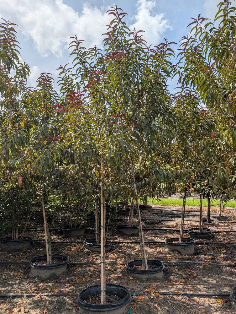 prunus-persica-martha-jane-peach
