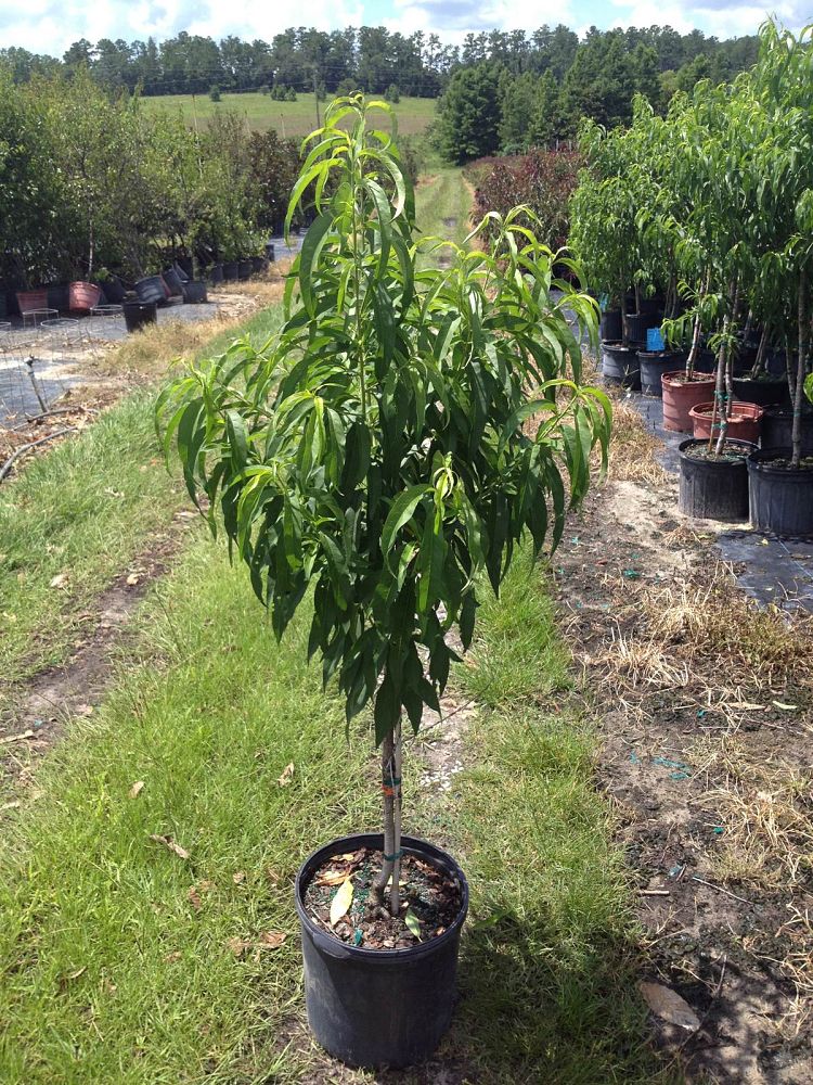 prunus-persica-nucipersica-sun-racer-nectarine-edible