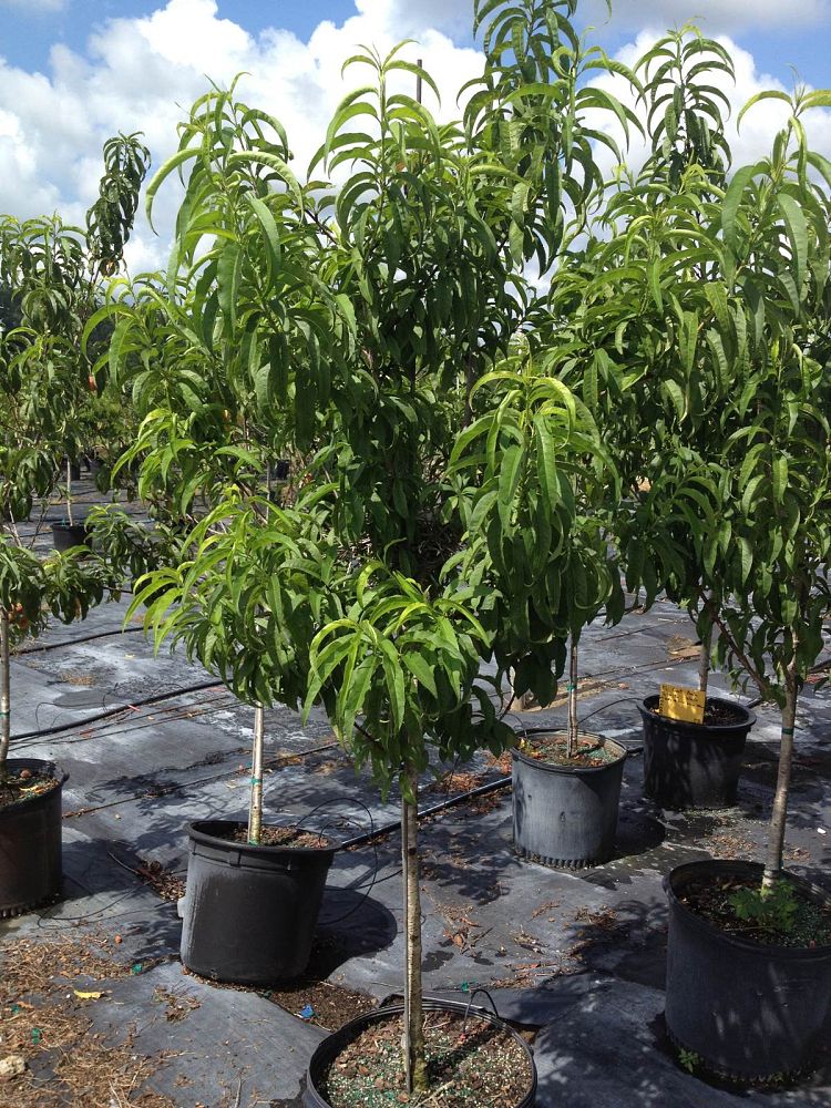 prunus-persica-nucipersica-sun-racer-nectarine-edible