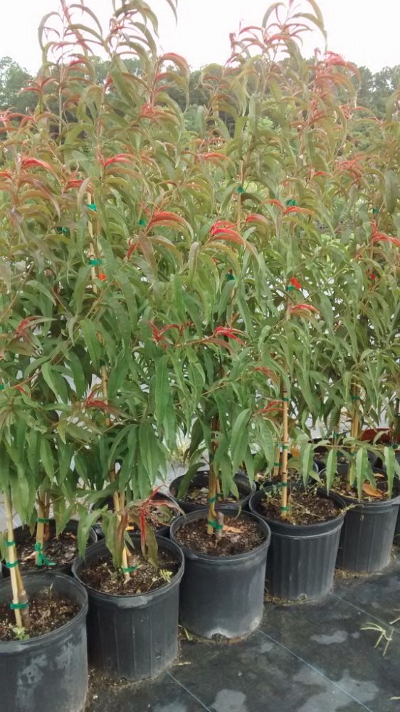 prunus-persica-nucipersica-sunhome-nectarine-edible