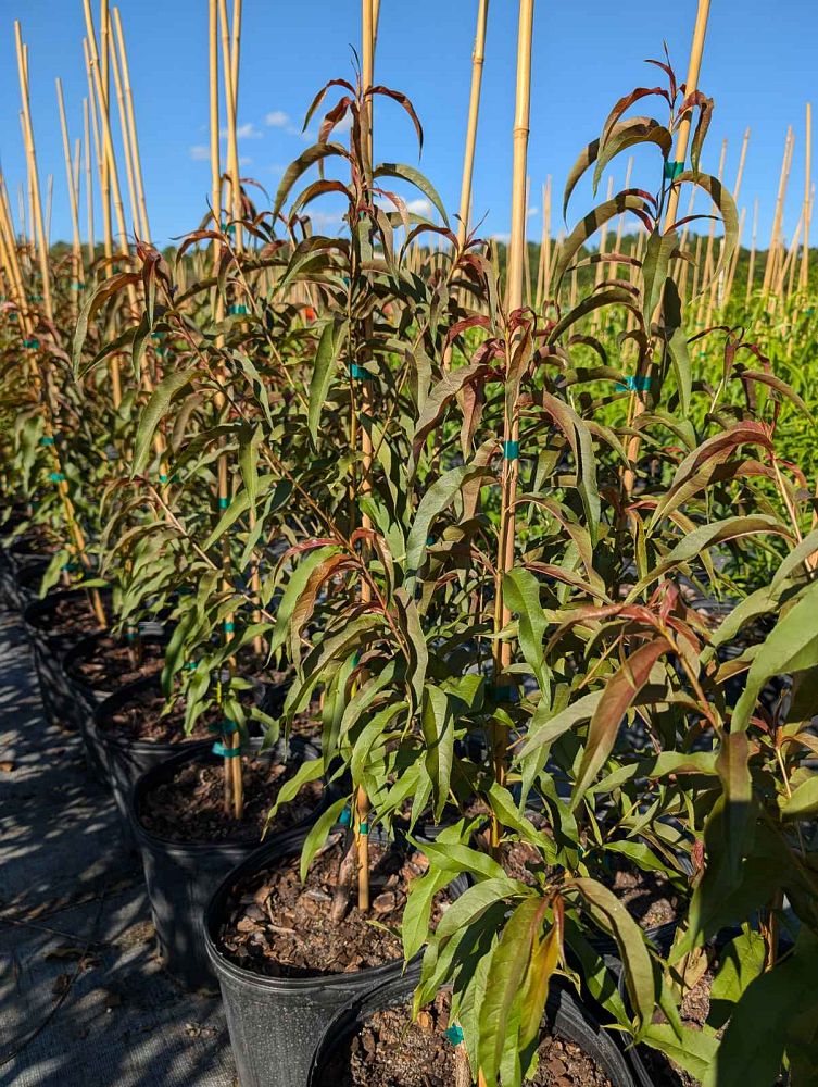 prunus-persica-nucipersica-sunhome-nectarine-edible