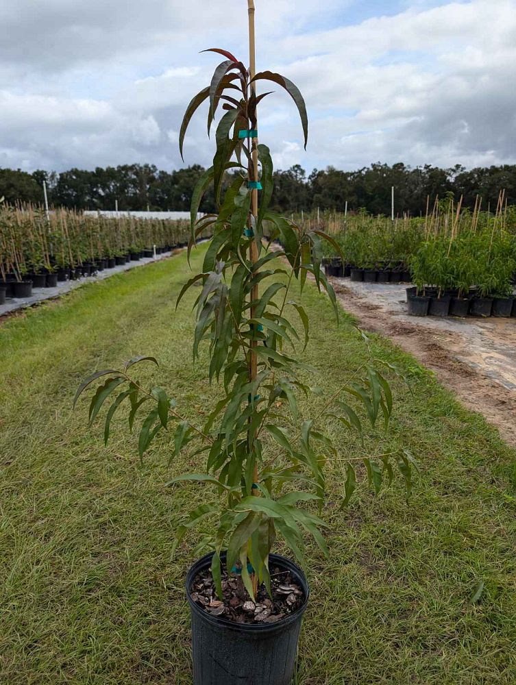 prunus-persica-nucipersica-sunhome-nectarine-edible