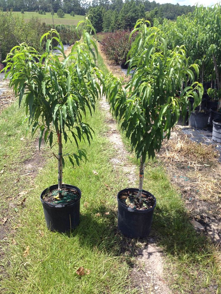 prunus-persica-nucipersica-sunmist-nectarine-edible