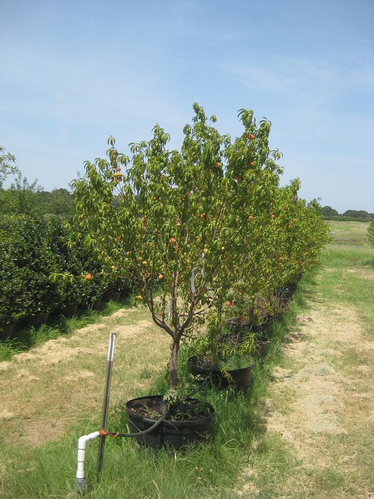 prunus-persica-red-haven-peach