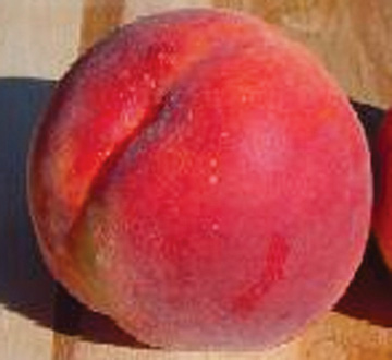 prunus-persica-red-haven-peach