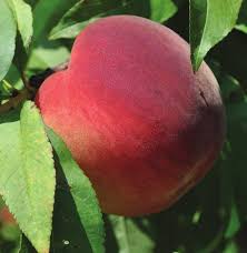 prunus-persica-tropic-beauty-peach