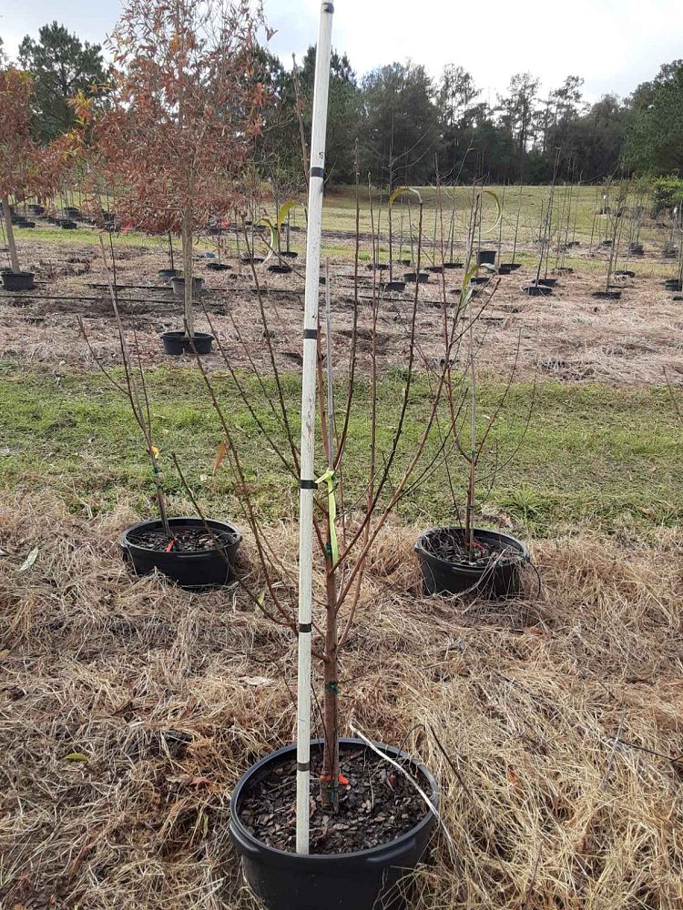 prunus-persica-tropic-beauty-peach