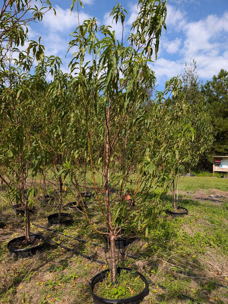 prunus-persica-tropic-beauty-peach